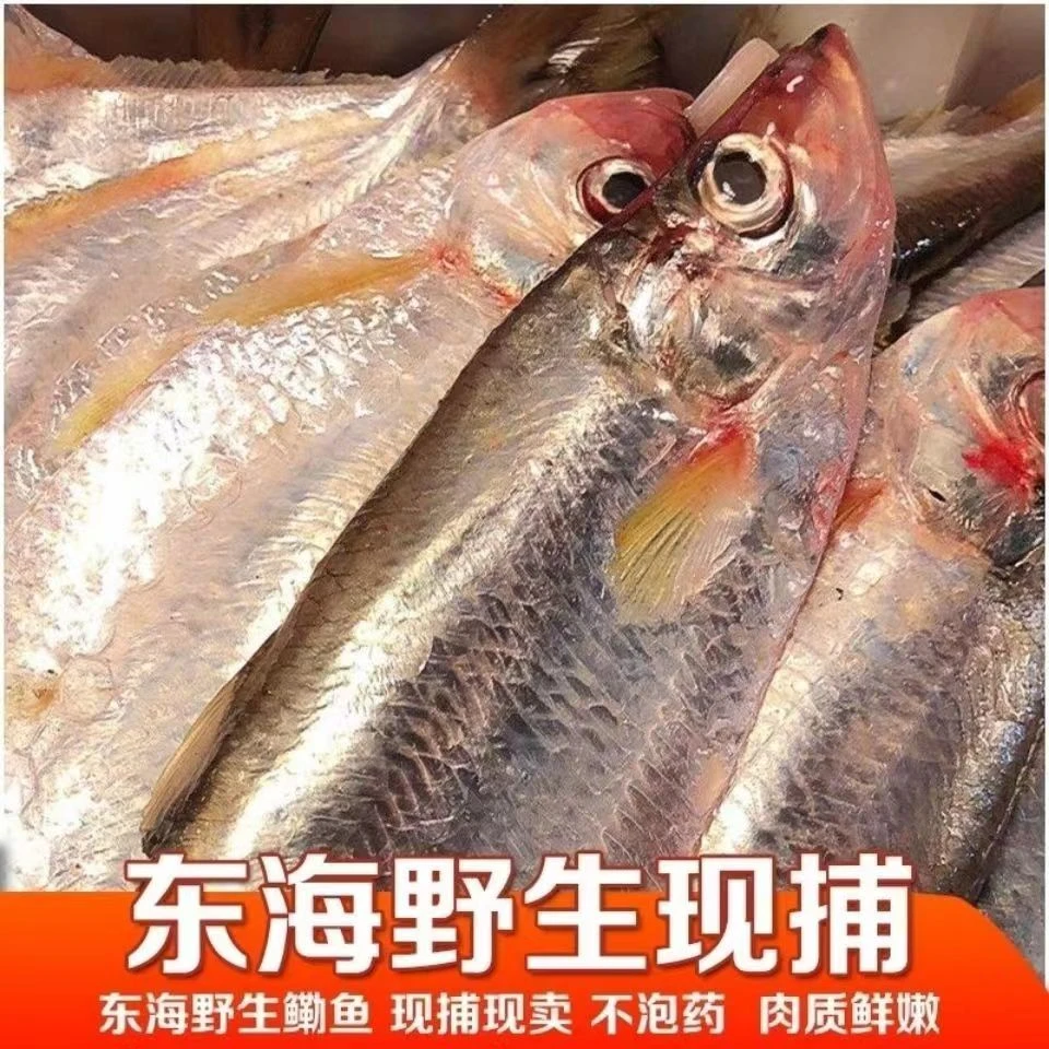 【台州三姐】东海野生现捕小鳓鱼2000g（规格以直播间为准）