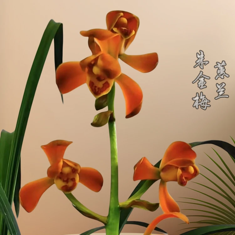 朱金梅-蕙兰组培小苗-硬化半年18厘米左右连体2苗基地批发开品正