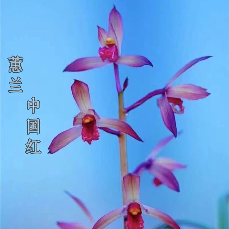 中国红-蕙兰组培小苗-硬化半年-17厘米左右-连体2苗-开品正香