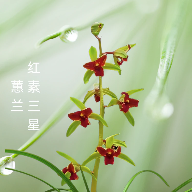 红素三星-蕙兰组培苗硬化半年18厘米左右连体2苗-基地批发开品正