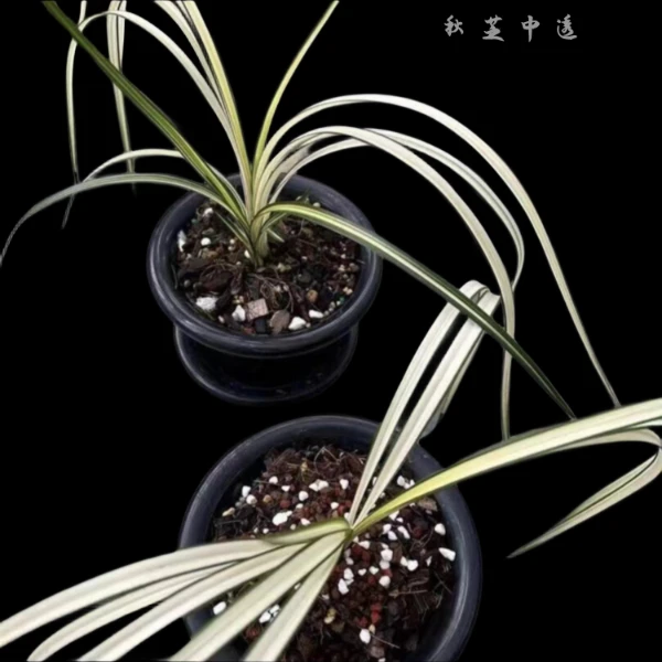 秋芝中透-组培小苗-艺高艺透-实体苗联系客服