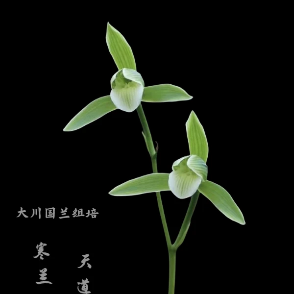 天道素-寒兰组培小苗-硬化3-5个月16厘米左右-连体3苗-开品正香