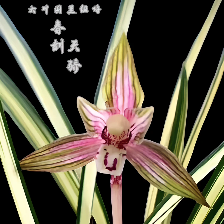 天骄-春剑艺草组培小苗 -花艺双全-开花香开品正-开品香-基地批发