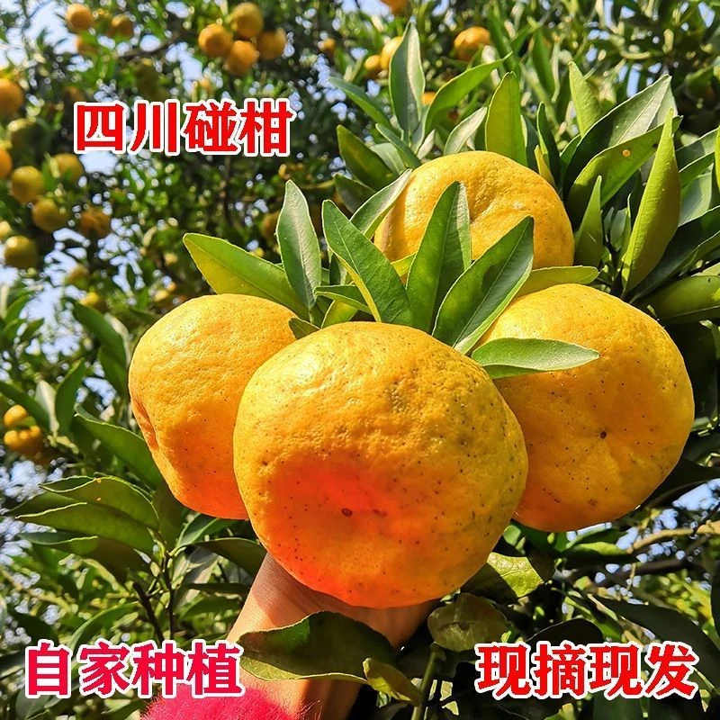 【宜宾碰柑】四川屏山县丑八怪碰柑整箱现摘现发8/5斤装口感甜新鲜