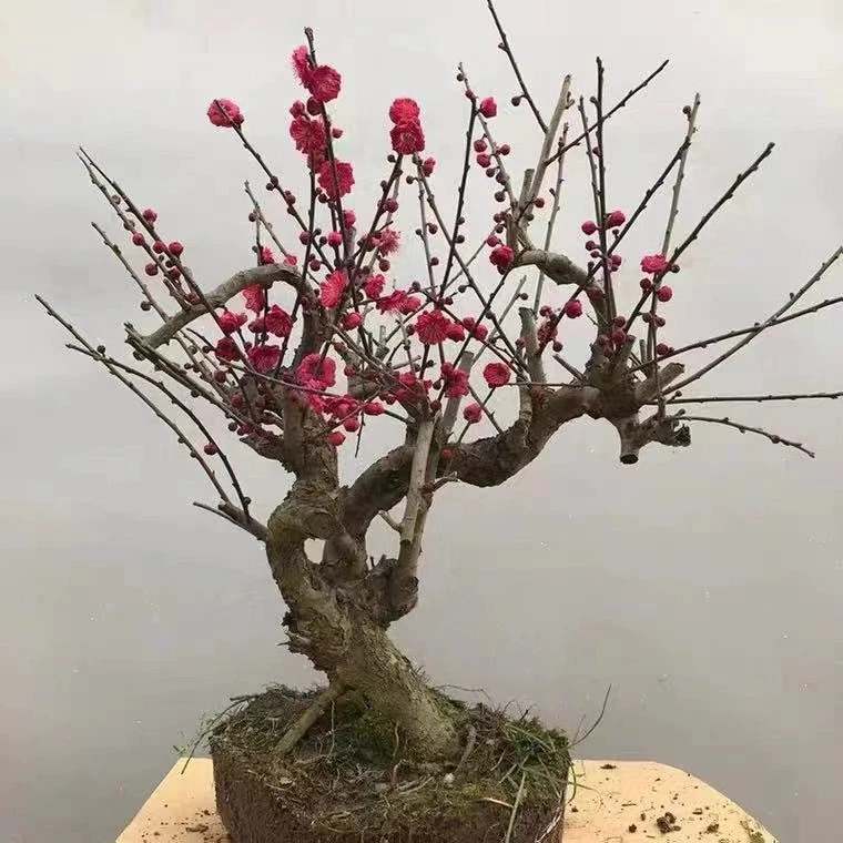 梅花盆栽树苗室内外高档花卉盆景老桩耐寒好养植物红梅腊梅朱砂梅