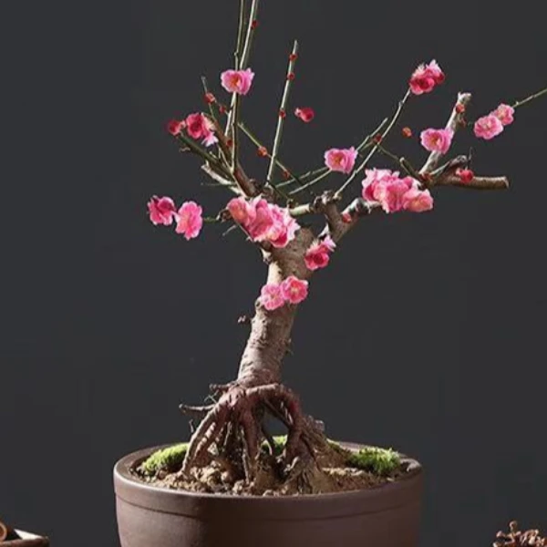 梅花盆栽花卉室内外好养耐寒耐旱高档红梅绿植盆栽造型优美不含盆