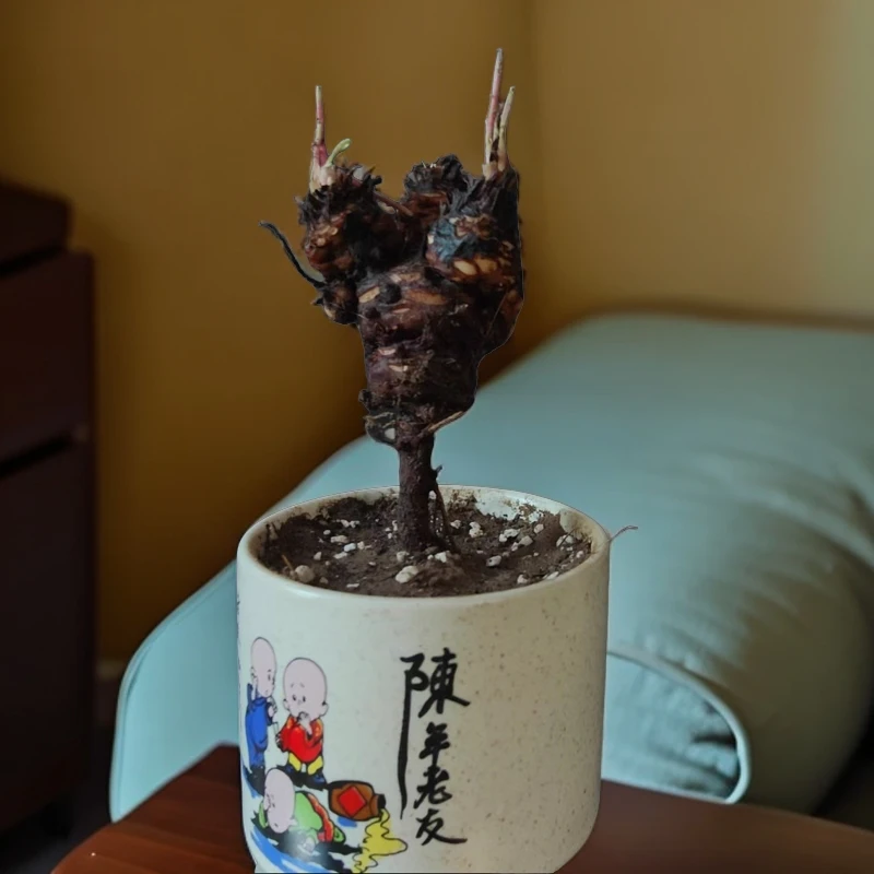 酢浆草老桩多头耐热耐寒盆栽阳台庭院摆件三叶草四季开花