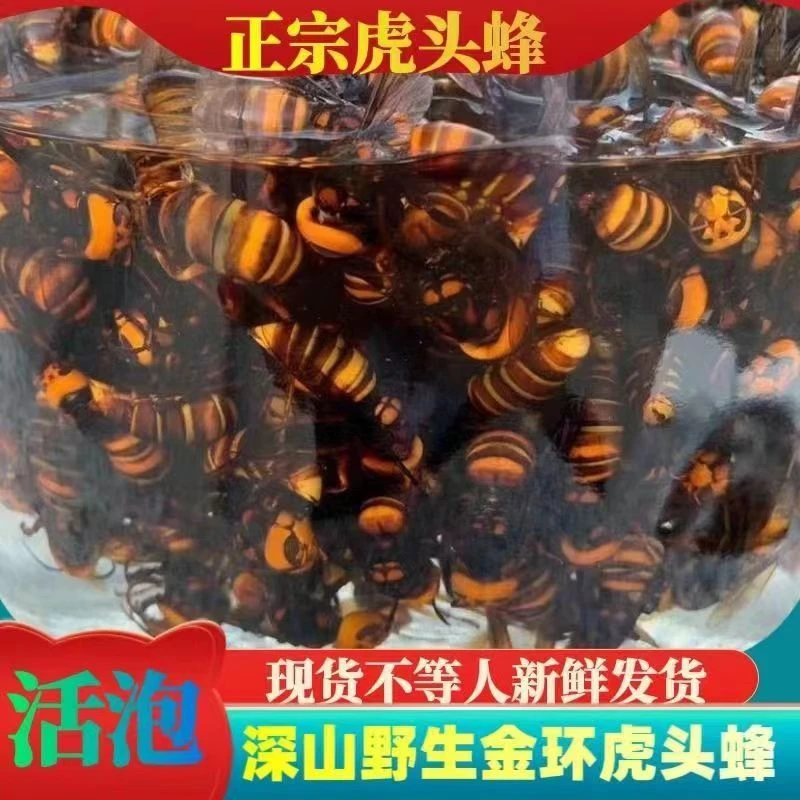 一元一只大虎头蜂活蜂现泡金环大马蜂鸡笼蜂土地蜂老胡蜂大黄蜂