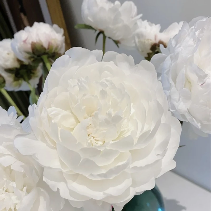 【杨妃出浴 】山东菏泽芍药鲜切花油画牡丹重瓣插花卉百合玫瑰基地