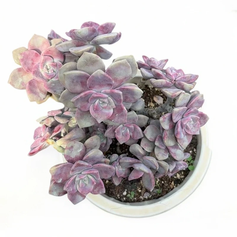 佳丽园艺  紫乐  粉丝多肉植物   综合链接