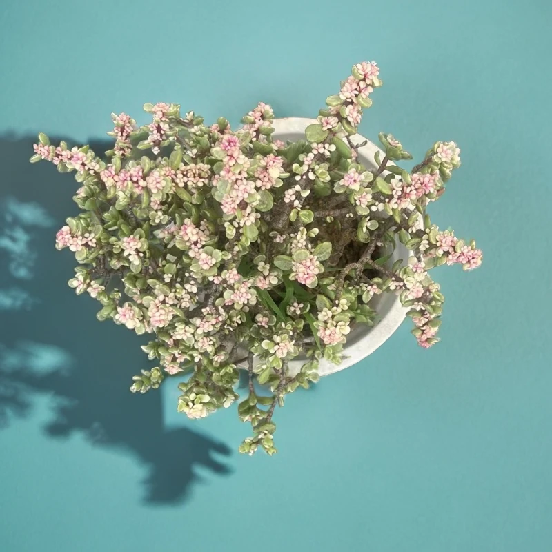 佳丽园艺 金枝玉叶多肉植物   以直播间实物为标准夏季空气换