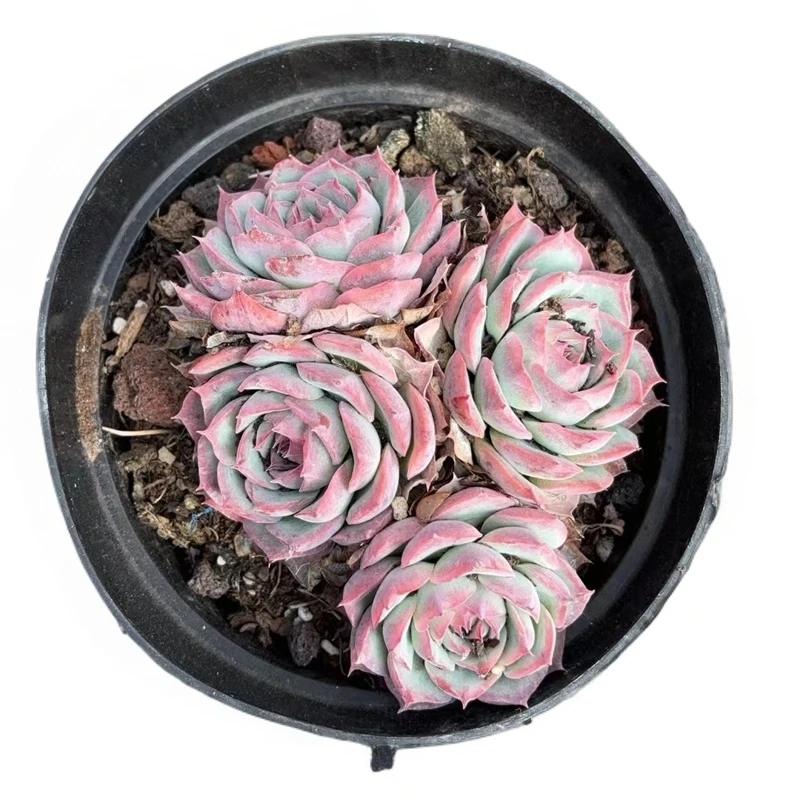 佳丽园艺 侧影多肉植物 综合链接   耐寒晚上施肥换土