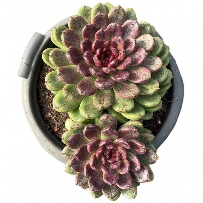 佳丽园艺  双头原始种蓝色妖姬多肉植物   综合链接   冬季耐寒晚