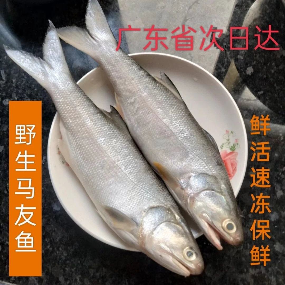 博贺港大午鱼新鲜野生马友鱼冷冻生鲜海鲜水产特大竹午笋鱼4斤装