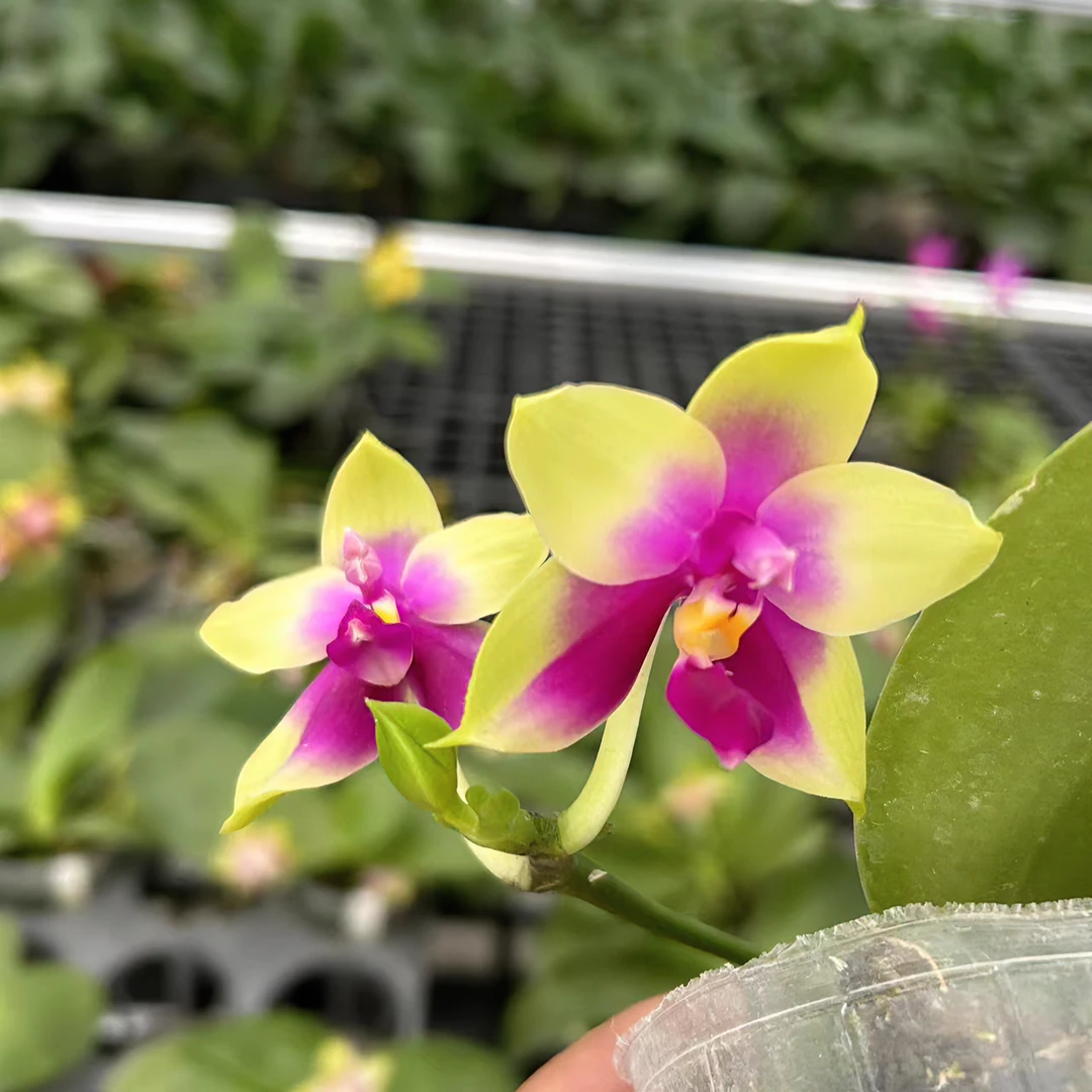 珍奇类蝴蝶兰《贝利娜交夏日舞后》开花株花带香味