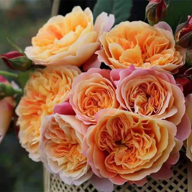 印象派月浓香大花多季节开