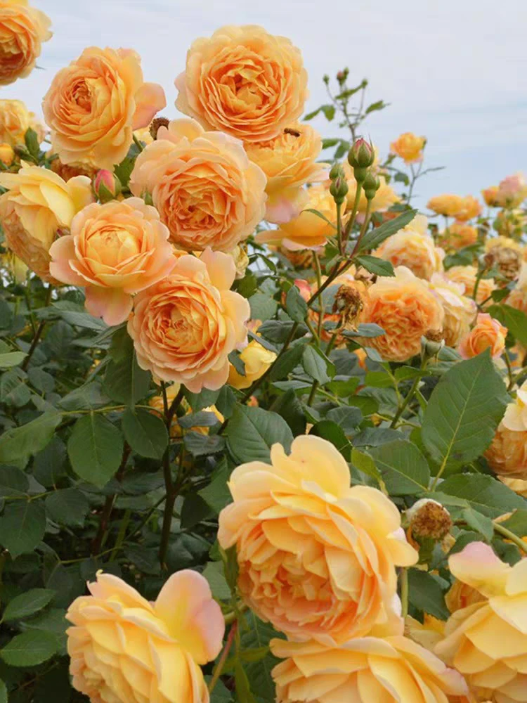 精品黄金庆典藤本月季花大花浓香多季开