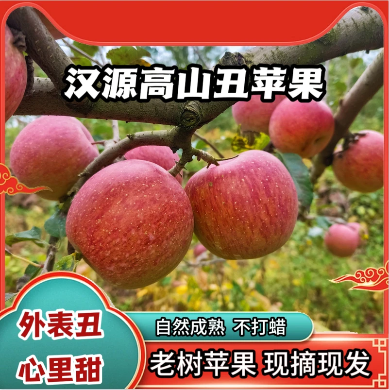 汉源高山老树丑苹果自然成熟脆甜爽口嘎嘣脆果园现摘现发五斤包邮