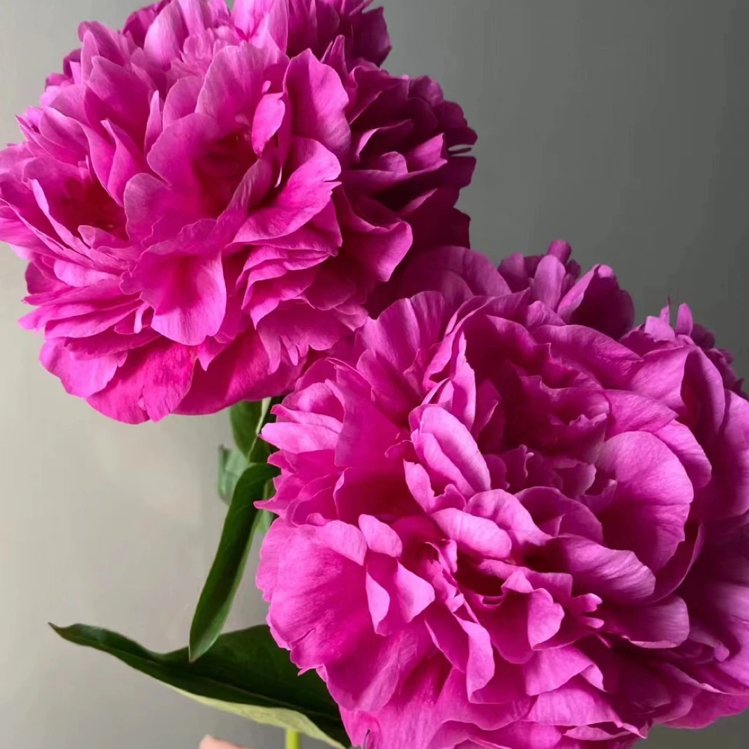 【红富士】对货对版山东芍药精品花苗带芽裸根苗盆栽地栽Q