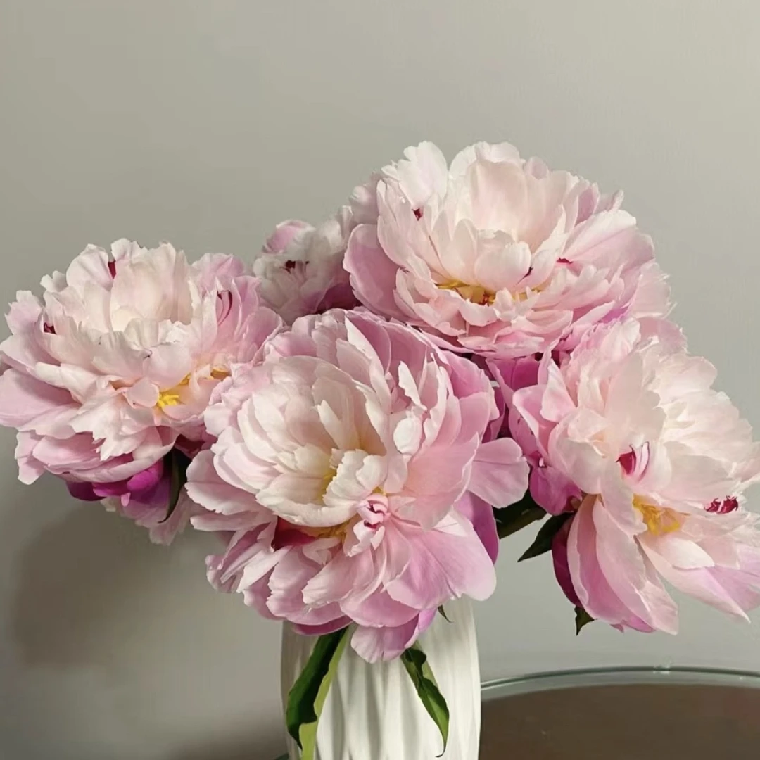 【粉凌红花】对货对版山东芍药精品花苗带芽裸根苗盆栽地栽Q