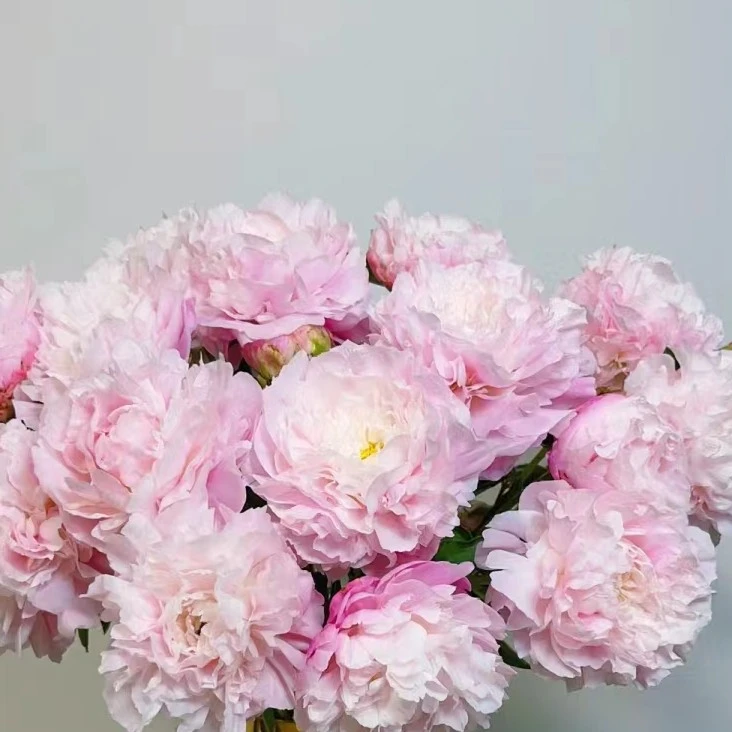 【种生粉】对货对版山东芍药精品花苗带芽裸根苗盆栽地栽G