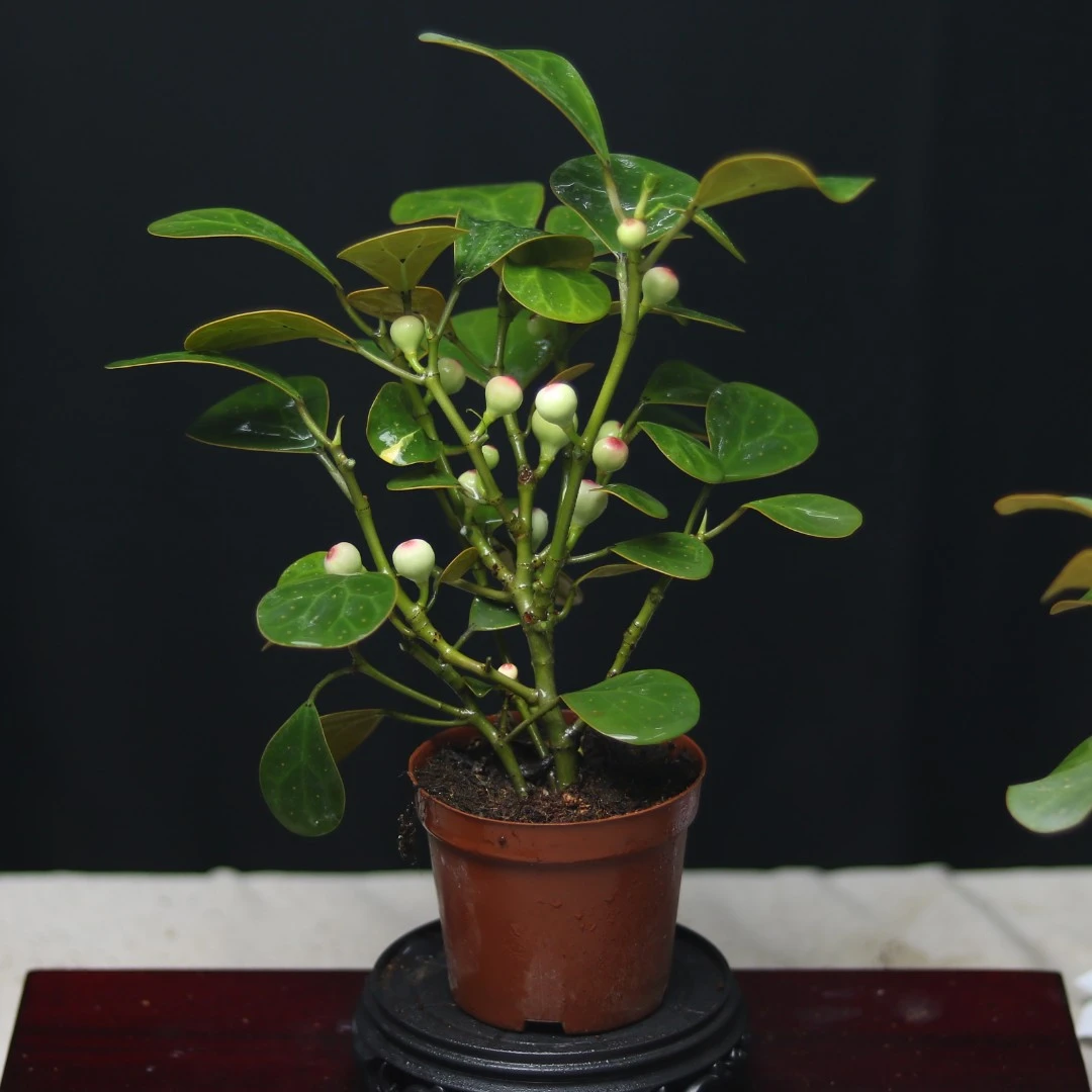 【小盼菩提】3年原盆菩提树室内四季常青小菩提植物寓意耐旱怕冷