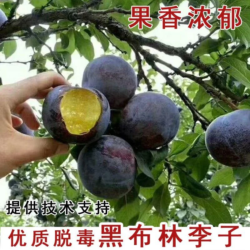 黑布林李子苗黑布朗李 美国大黑李嫁接李子树苗盆栽地栽当年结果