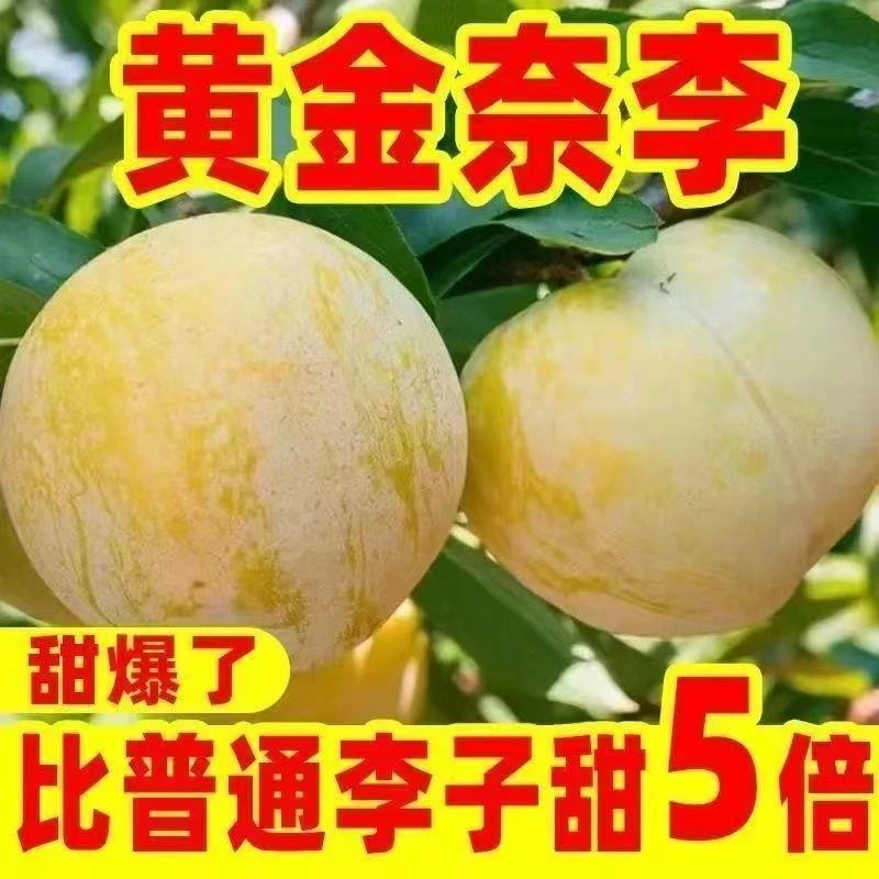 特大早熟黄金奈苗木李子树苗嫁接李子果树苗当年结果南方北方种植