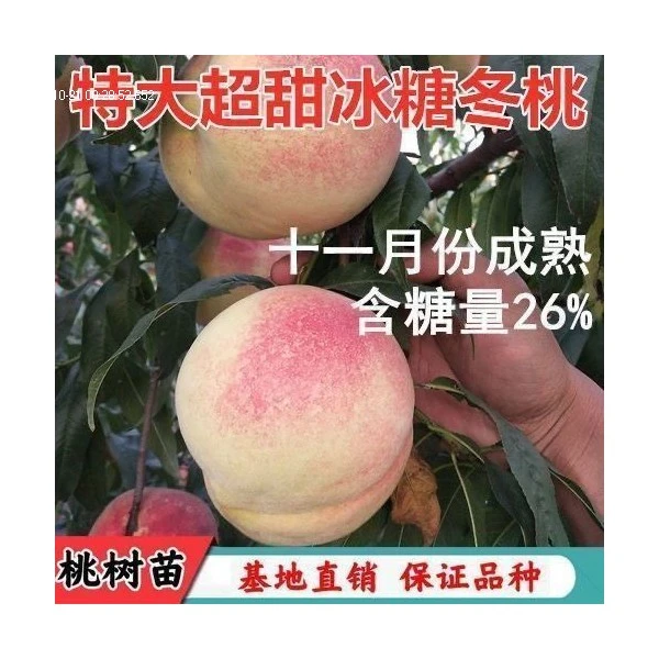 晚熟冬桃雪桃嫁接桃树冬雪桃树苗特大冬桃苗耐寒盆栽地栽当年结果