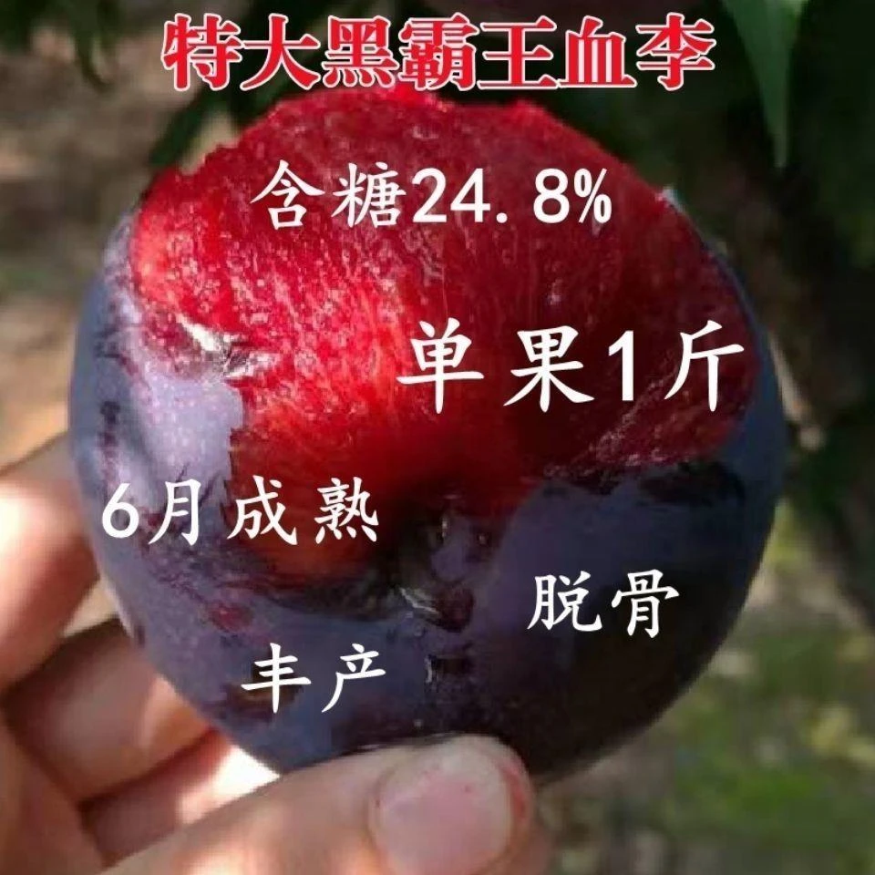 李子树苗盆栽地栽四季果树苗南方北方种植当年结果嫁接黑霸王李子