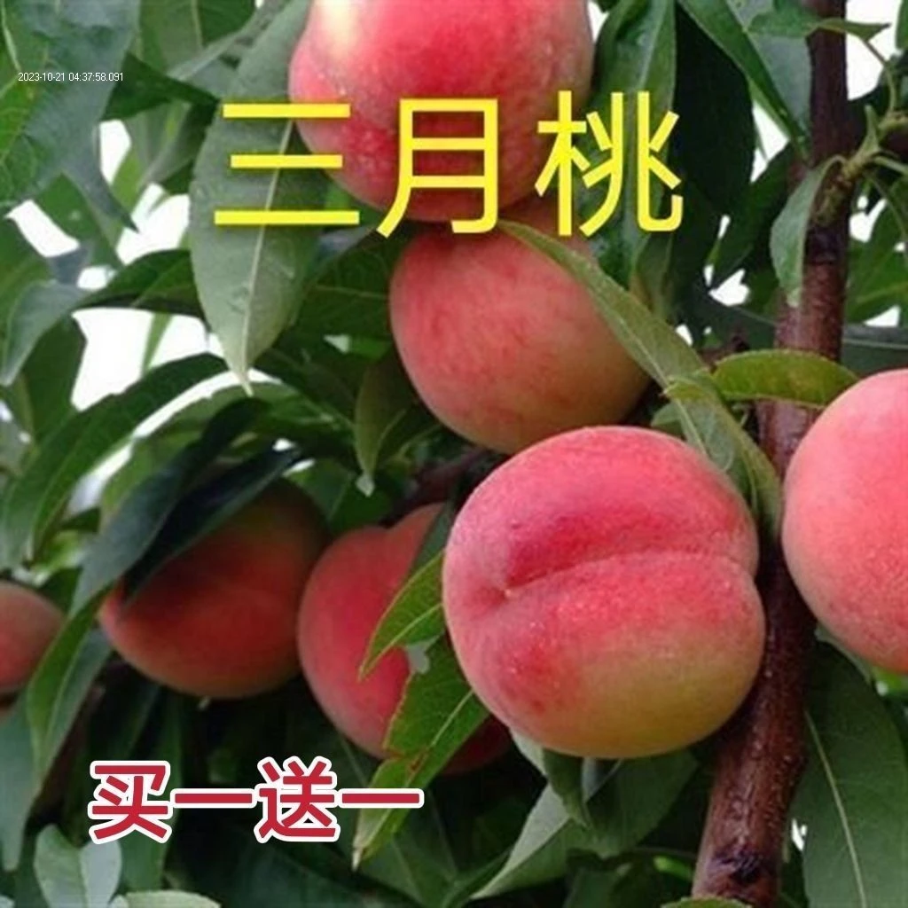 嫁接特早熟桃树苗三月桃树苗三月醉红蜜桃子树苗盆栽地栽南北种植