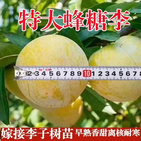 正宗蜂糖李树苗蜜糖李地栽脱骨大果四季种植当年结果蜂糖李子苗