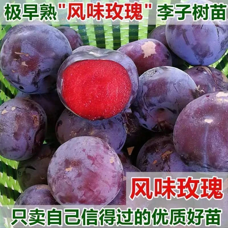 美国杏李 嫁接风味玫瑰李树苗 红肉李子 风味玫瑰李子树苗果树苗