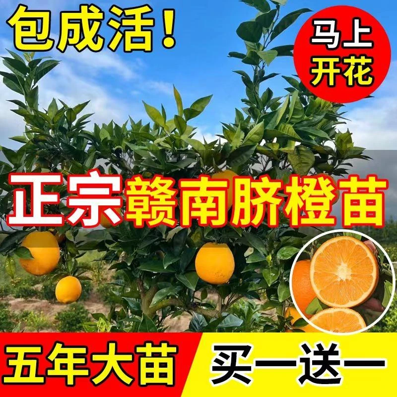 嫁接橙子树苗正宗赣南脐橙苗无籽血橙苗大果纽荷尔脐橙果树苗大全