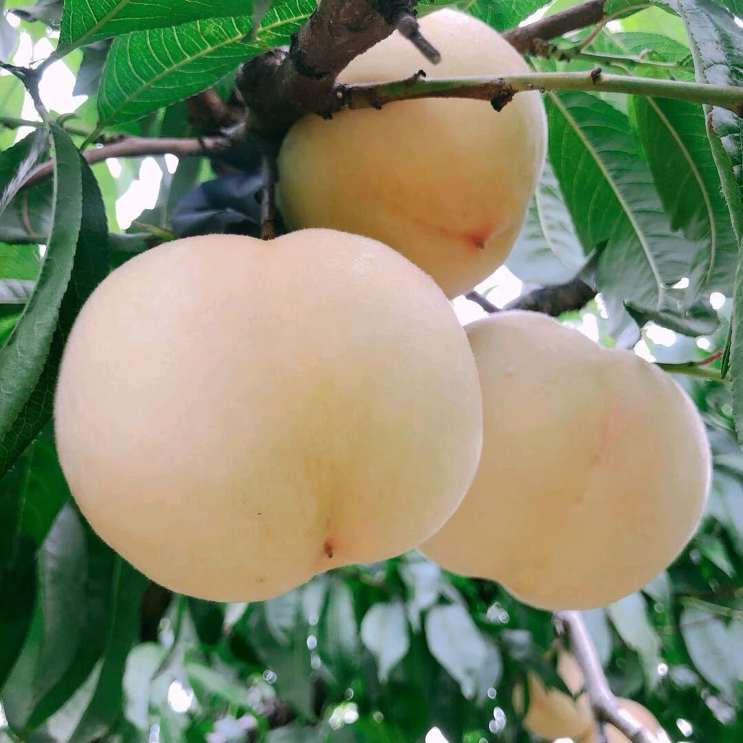 冬桃白桃映霜红桃晚秋蜜桃高山果园脆桃好吃红心新鲜果园现摘现发