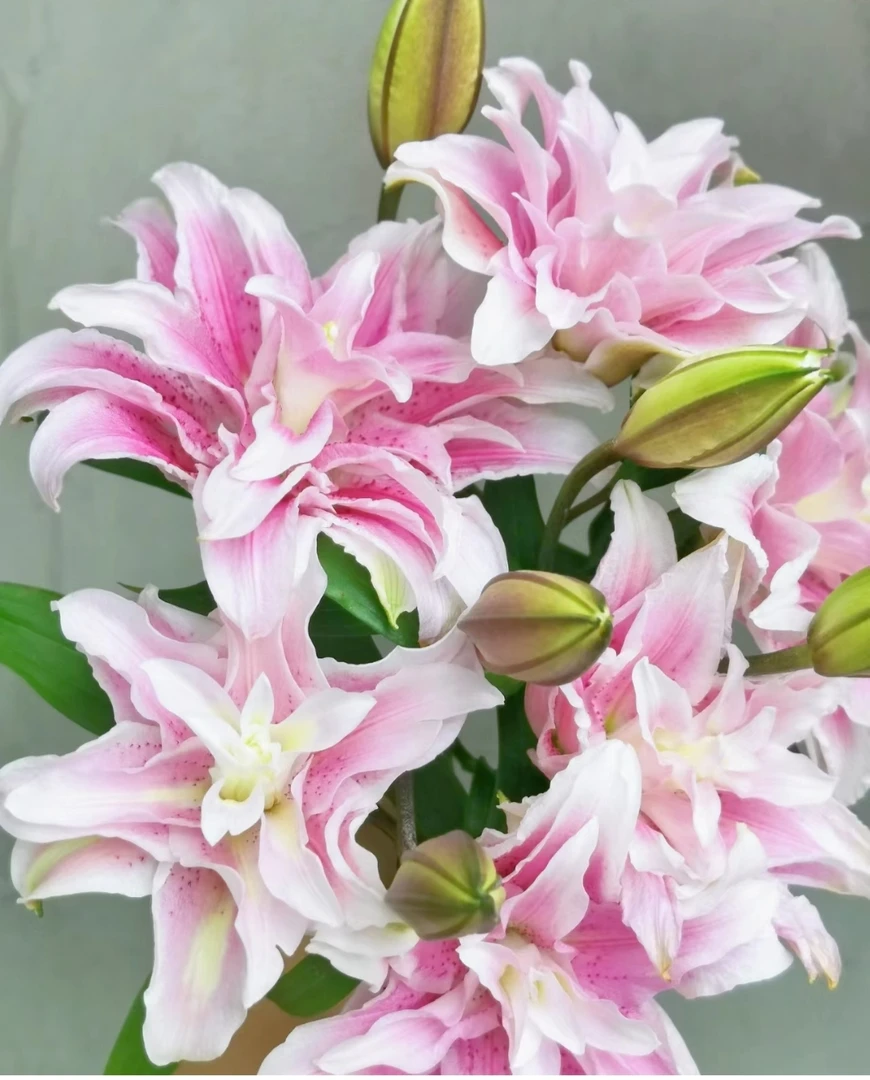【伊莎贝拉】东北鲜花基地直发货顺丰包邮办公室点缀鲜花