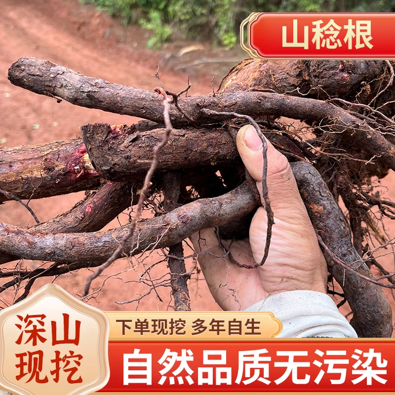 新鲜现挖山稔根纯根部深山天然自生桃金娘根稔子根岗稔根农家现采