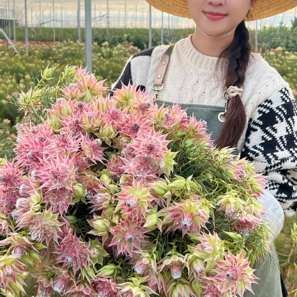 【国产新娘花】仙气优雅鲜切花云南基地直发