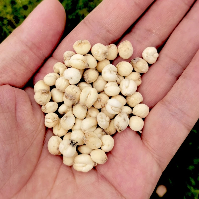 【贝母】山货川贝母100g 200g 平时可搭配干山药无硫泡水