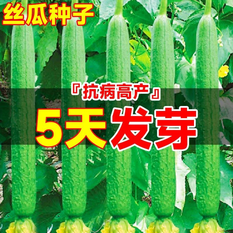 丝瓜种籽子特长香肉丝瓜种孑春季南方种植阳台庭院盆栽蔬菜苗秧苗
