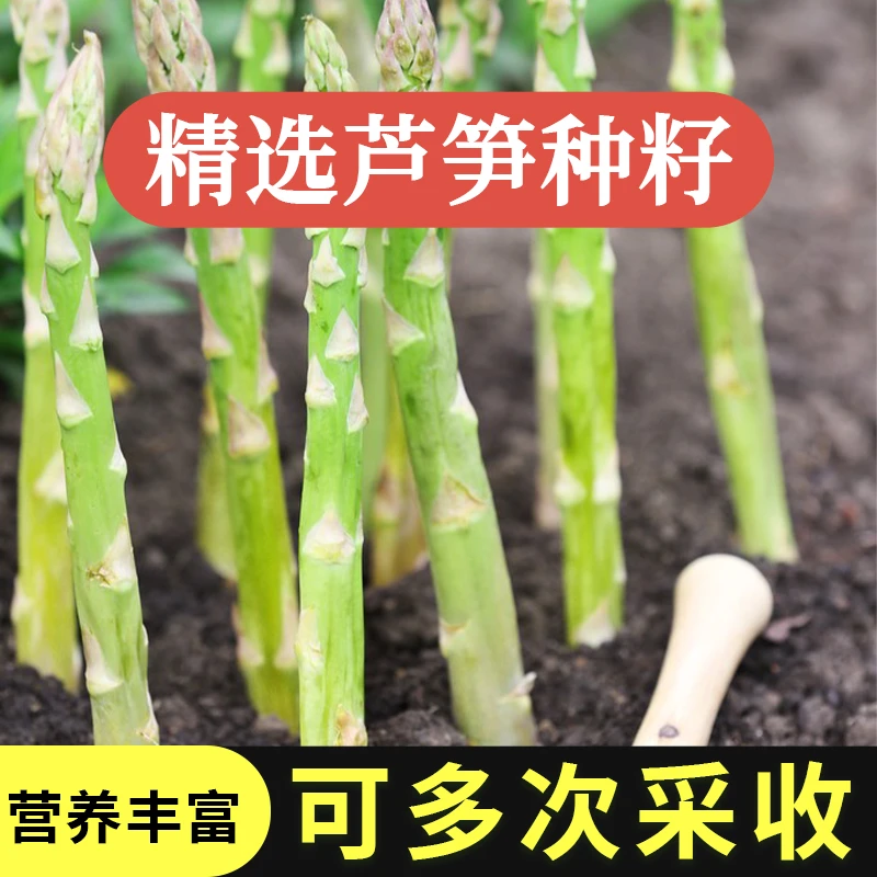 芦笋种孑种子正品苗盆栽根苗籽带土原装苗根苗种根菜种籽蔬菜种子