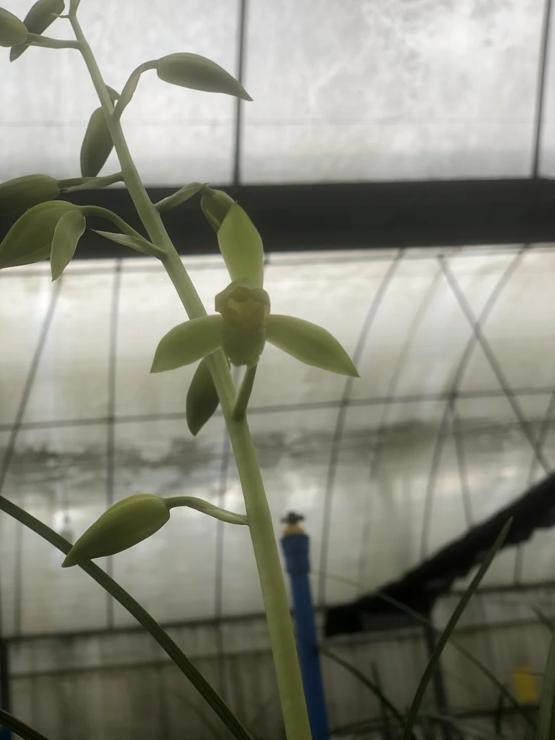 四川蕙兰素花 荷型素 防辐射 吸甲醛 趣味