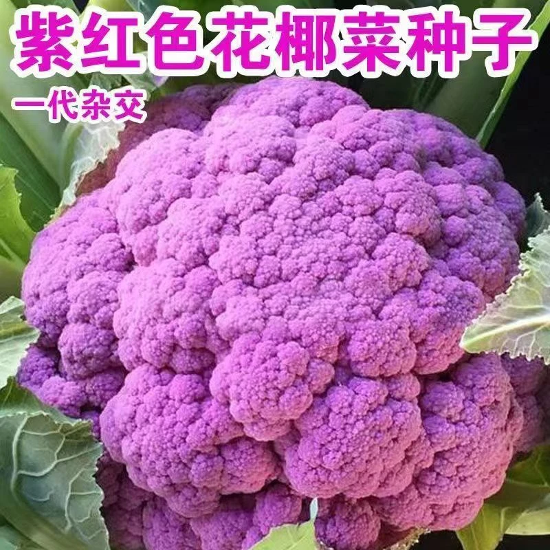 紫色花椰菜种子紫花菜油菜籽种秋季蔬菜种孑大全西蓝花各种菜子种