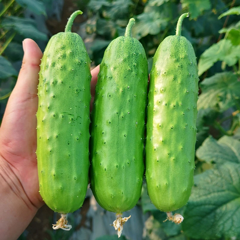 水果黄瓜种子春秋家庭蔬菜籽庭院盆栽阳台种植冰糖心水果萝卜种
