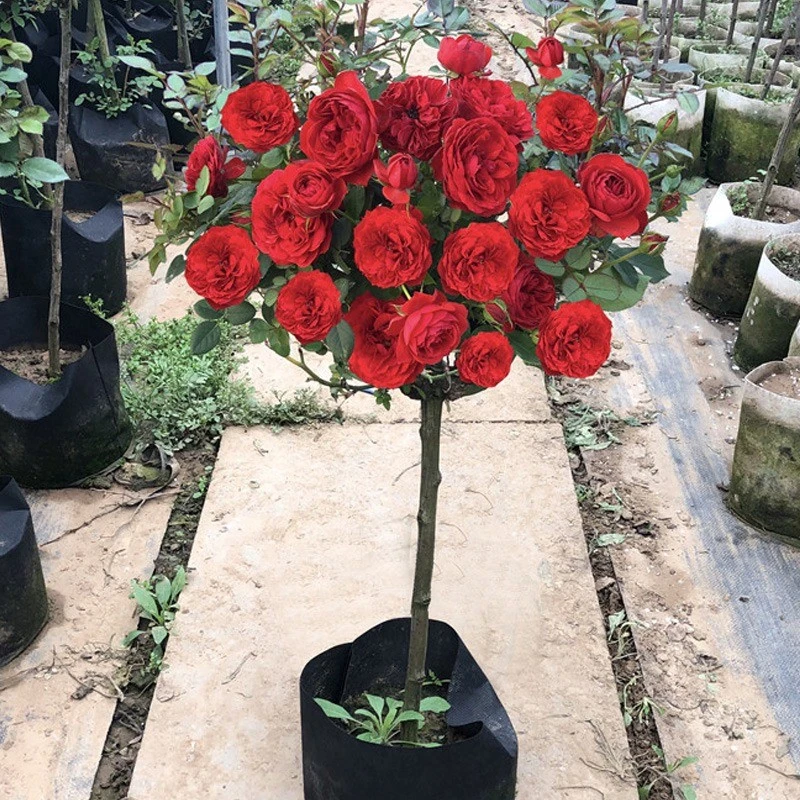 红色大花 棒棒糖树形月季花苗树桩高干月季花庭院露台植物