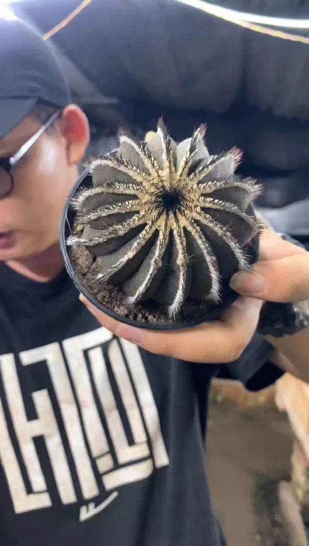 【闪购商品】量拍自根栉刺尤伯球，7cm瑕疵裸根发单颗