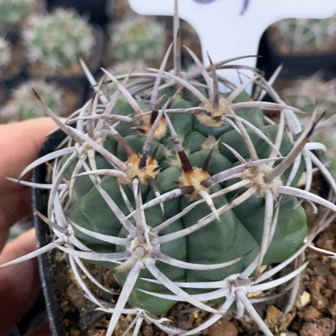 孤品 实生五十铃碧岩玉57号