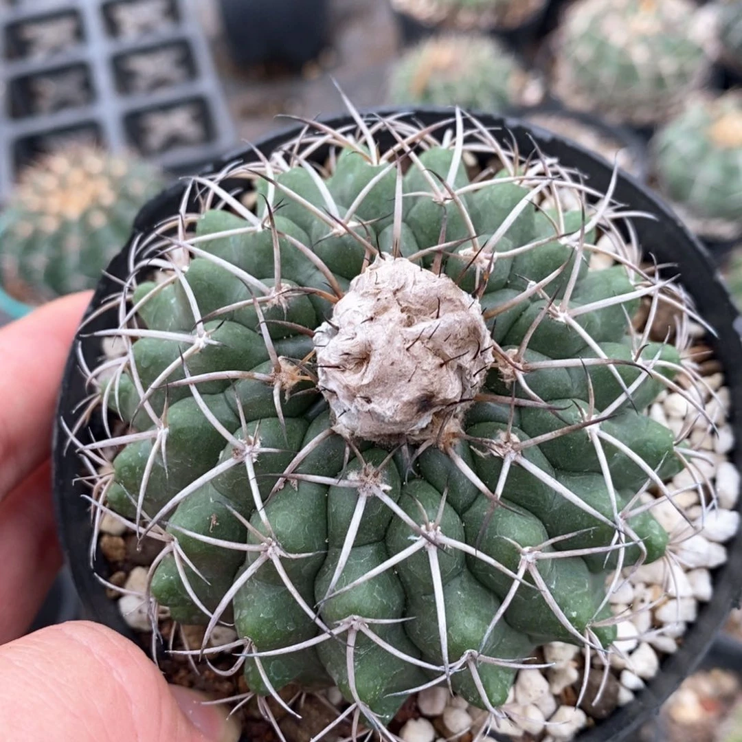 孤品实生多棱圆盘玉（19棱）