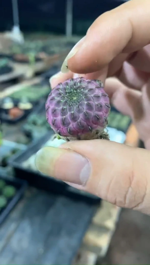 【闪购商品】量拍自根红丽丸（2cm起裸根随机发）单颗