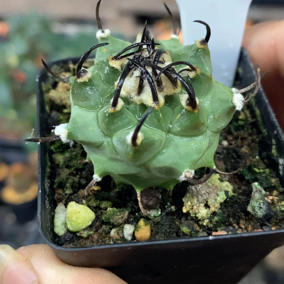 孤品实生福利控养娇丽88号